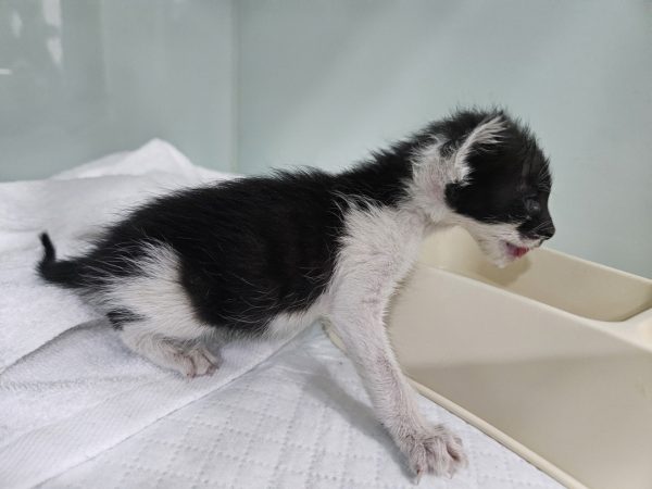 2024년 06월 24일 유기된 고양이 정보안내.