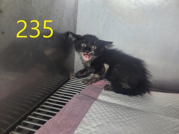 2024년 06월 24일 유기된 고양이 정보입니다.