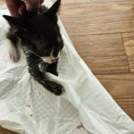 2024년 06월 25일 유기된 고양이 정보입니다.