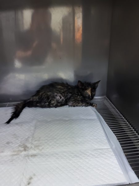 2024년 06월 24일 유기된 고양이 정보안내.