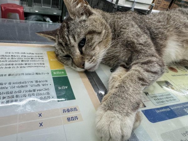 2024년 06월 24일 유기된 고양이 정보입니다.