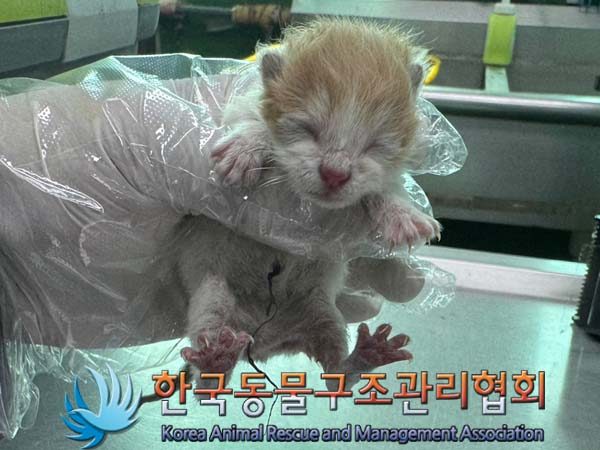 한국동물구조관리협회에서 보호하고 있는 유기된 고양이안내.