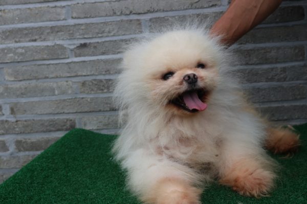 제주 동물보호센터에서 보호하고 있는 유기된 강아지소개합니다.