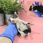 2024년 06월 26일 유기된 고양이 정보안내.