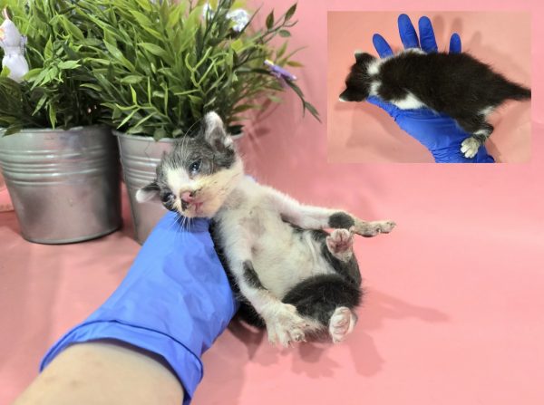 2024년 06월 26일 유기된 고양이 정보안내.