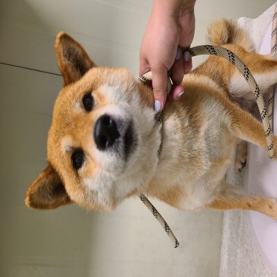 동부유기동물보호협회에서 보호중인 유기된 강아지소개합니다.