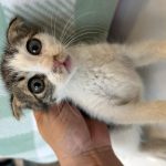 2024년 06월 27일 유기된 고양이 정보안내.