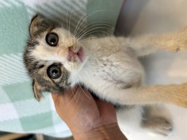 2024년 06월 27일 유기된 고양이 정보안내.