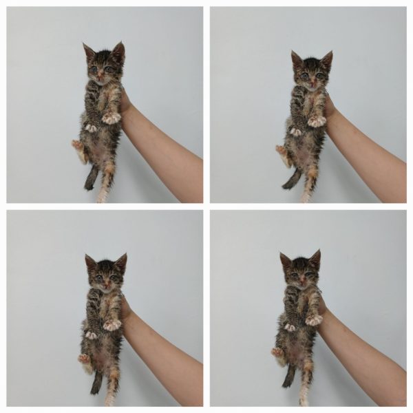2024년 06월 27일 유기된 고양이 정보입니다.