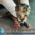 한국동물구조관리협회에서 보호중인 유기된 고양이정보.
