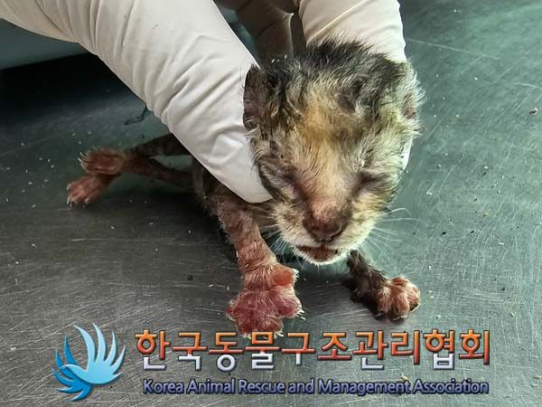 한국동물구조관리협회에서 보호중인 유기된 고양이정보.