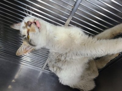 (사)동부동물보호협회에서 보호중인 유기된 고양이안내드립니다.