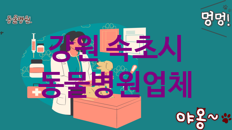 강원 속초시 동물병원 추천 TOP 5