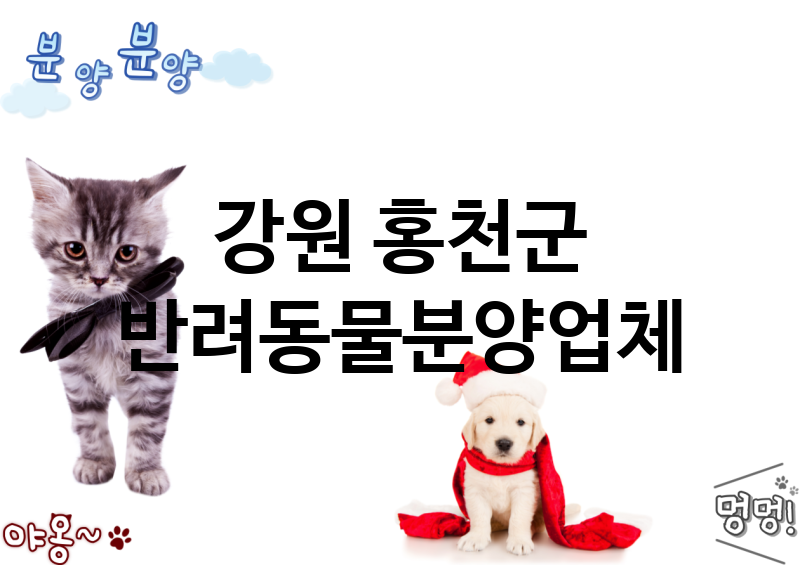 강원 홍천군 반려동물분양 추천 TOP 1