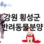 강원 횡성군 반려동물분양 업체 추천 1