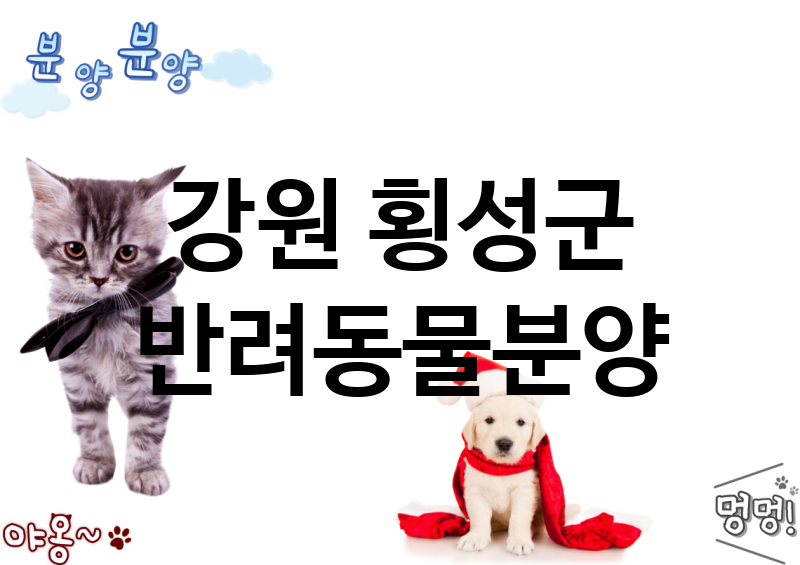 강원 횡성군 반려동물분양 업체 추천 1