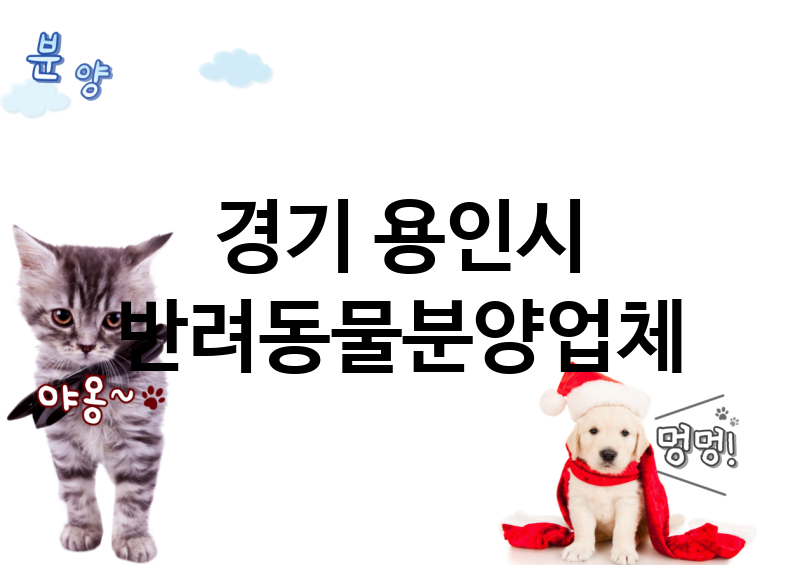 경기 용인시 반려동물분양 추천 TOP 3