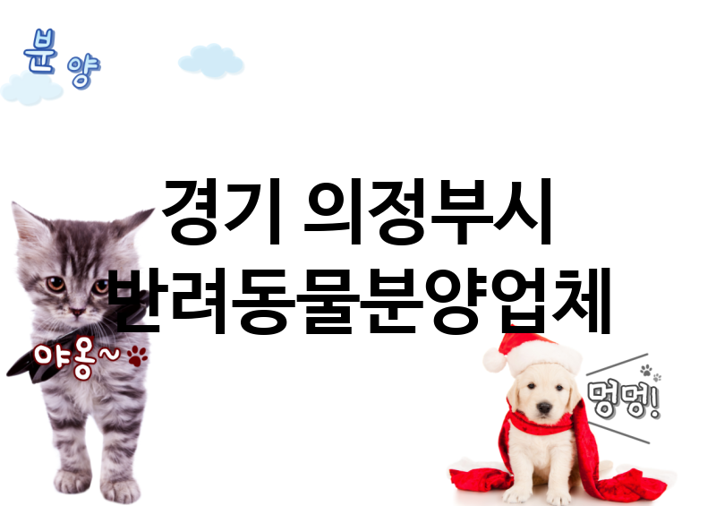 경기 의정부시 반려동물분양 추천 TOP 3