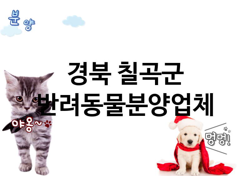경북 칠곡군 반려동물분양 추천 TOP 3