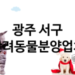 광주 서구 반려동물분양 추천 TOP 1