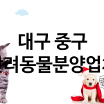 대구 중구 반려동물분양 추천 TOP 3