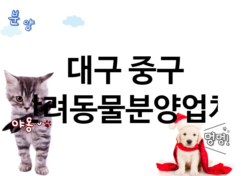 대구 중구 반려동물분양 추천 TOP 3
