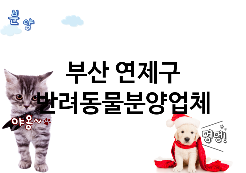 부산 연제구 반려동물분양 업체 추천 5