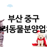 부산 중구 반려동물분양 추천 TOP 1