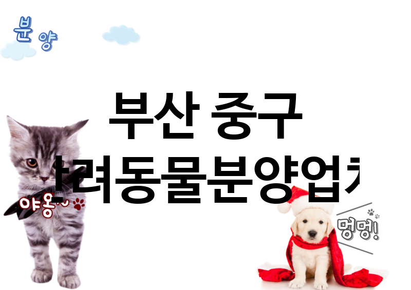 부산 중구 반려동물분양 추천 TOP 1