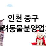 인천 중구 반려동물분양 추천 TOP 3