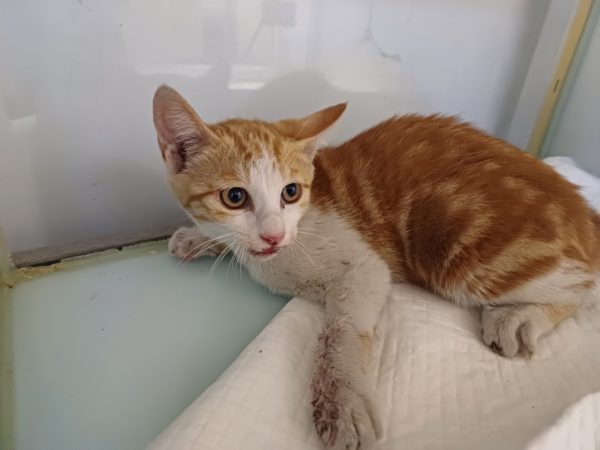 2024년 07월 03일 유기된 고양이 정보안내.