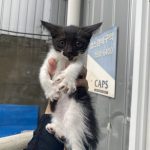 2024년 07월 03일 유기된 고양이 정보안내.