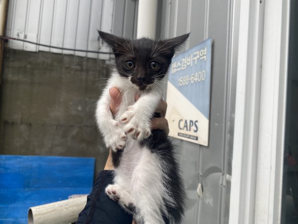2024년 07월 03일 유기된 고양이 정보안내.