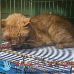 2024년 07월 03일 유기된 고양이 정보.