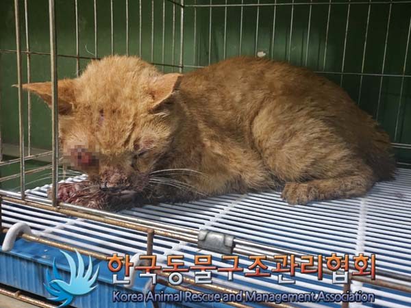 2024년 07월 03일 유기된 고양이 정보.