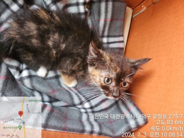 2024년 07월 04일 유기된 고양이 정보안내.