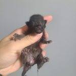 2024년 07월 04일 유기된 고양이 정보안내.