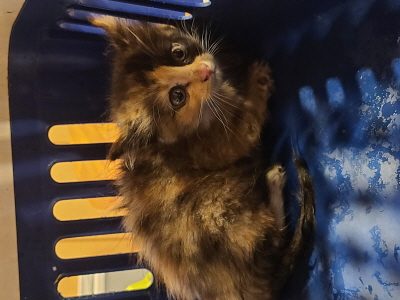 2024년 07월 03일 유기된 고양이 정보입니다.
