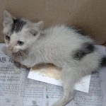 2024년 07월 04일 유기된 고양이 정보.