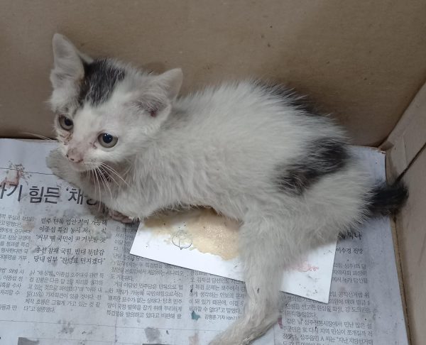 2024년 07월 04일 유기된 고양이 정보.