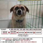 2024년 07월 05일 유기된 강아지 정보입니다.