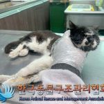 2024년 07월 05일 유기된 고양이 정보.