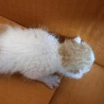 2024년 07월 26일 유기된 고양이 정보.