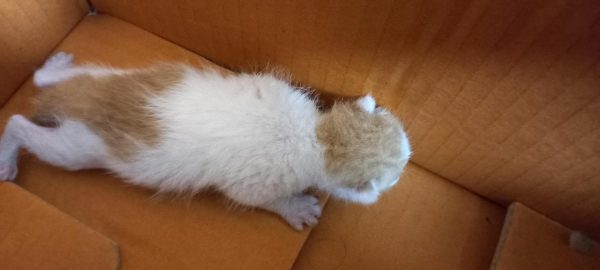 2024년 07월 26일 유기된 고양이 정보.