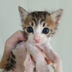 2024년 07월 26일 유기된 고양이 정보.
