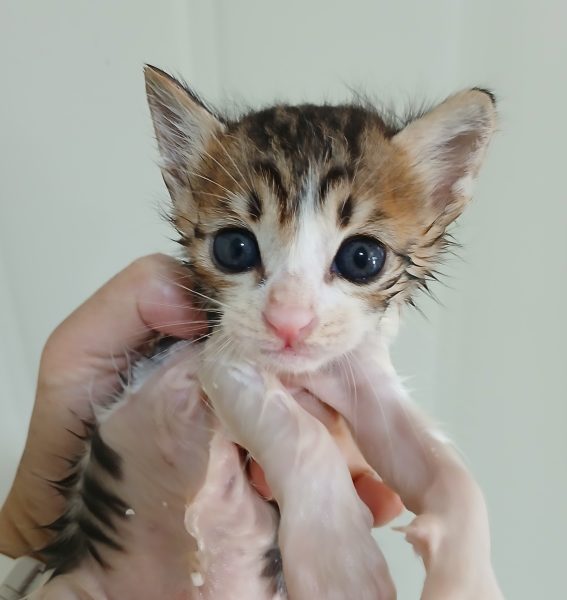 2024년 07월 26일 유기된 고양이 정보.