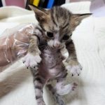 2024년 07월 26일 유기된 고양이 정보.