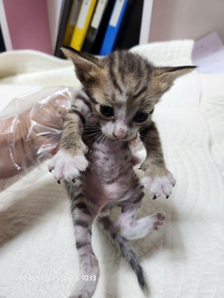 2024년 07월 26일 유기된 고양이 정보.