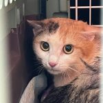 2024년 07월 26일 유기된 고양이 정보입니다.