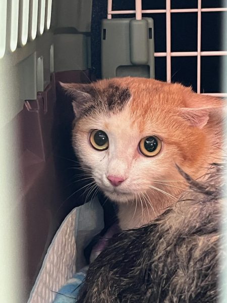 2024년 07월 26일 유기된 고양이 정보입니다.